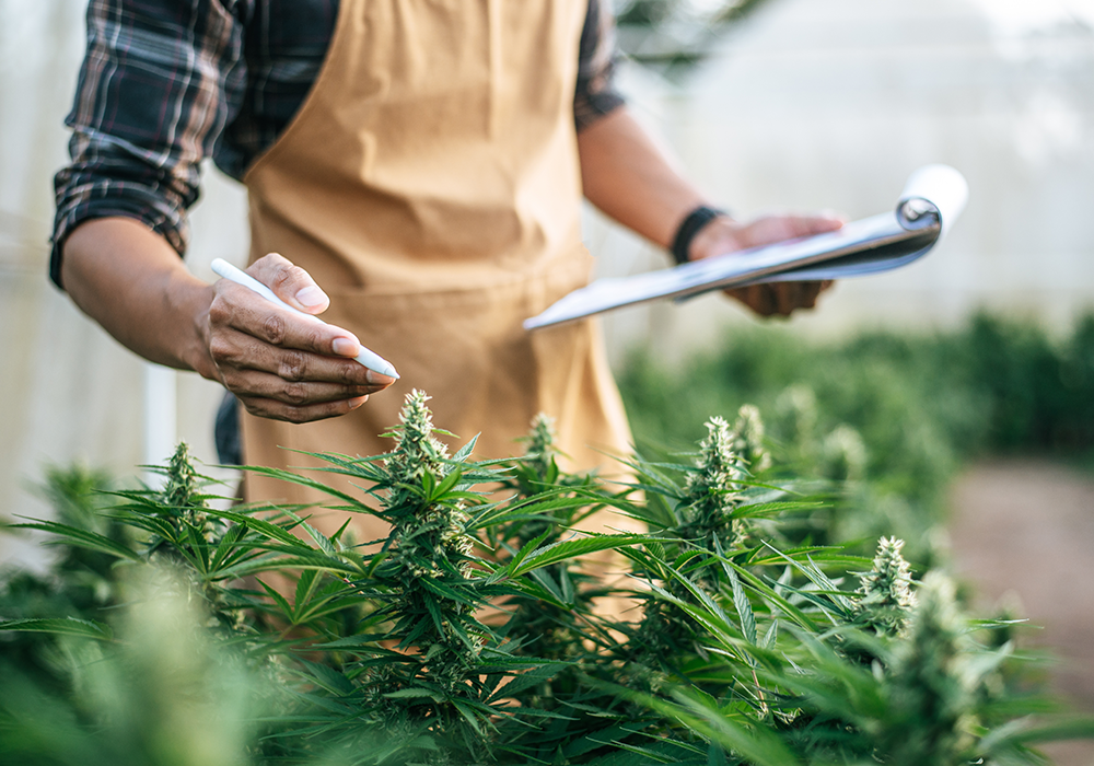 How to Start a Cannabis Business