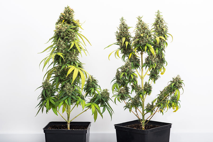 How to Grow Cannabis from Seed: Everything You Need to Know